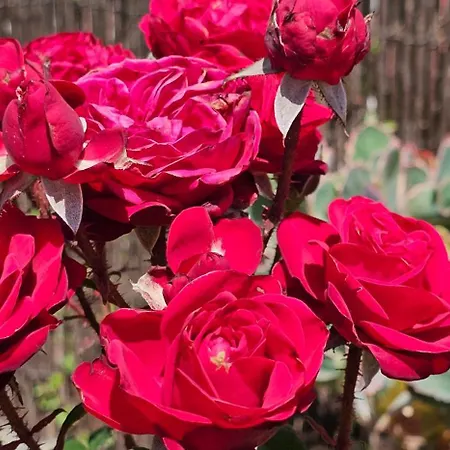 Gospodarstwo wiejskie Eneida