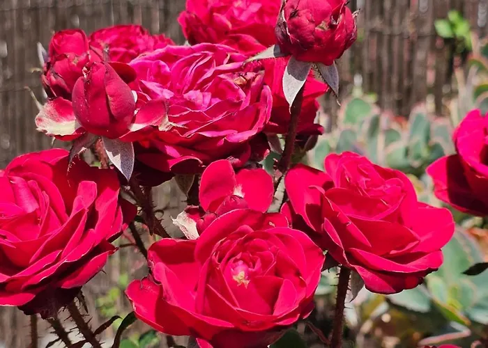 منزل ريفي Eneida